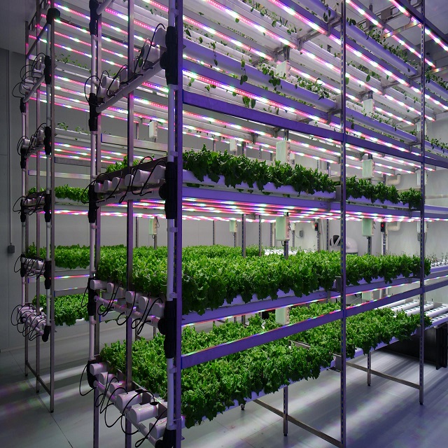 Grow Light / Indoor Farming